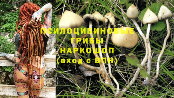 PSILOCYBIN Бородино